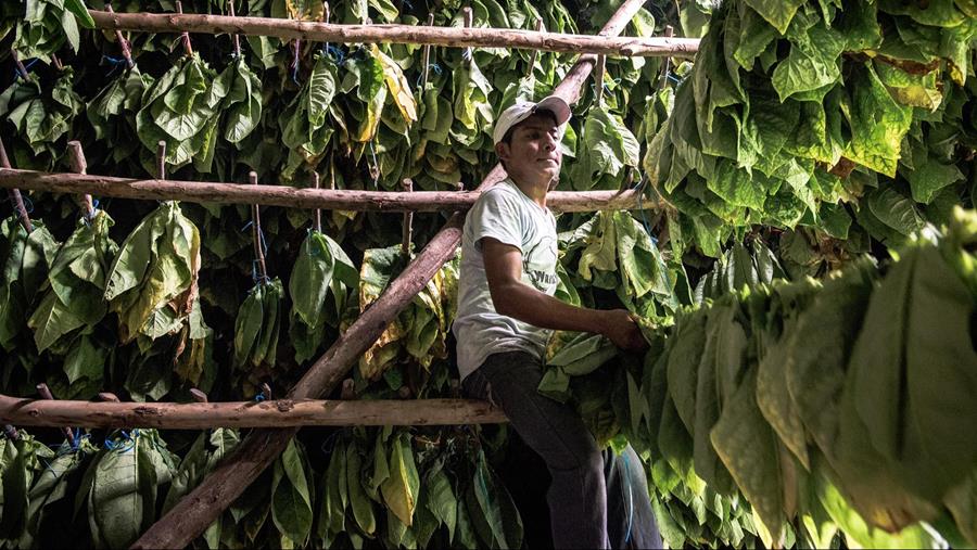 Cinq pays dominent le marché des cigares
