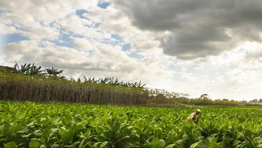 Les cigares cubains traversent une mauvaise passe