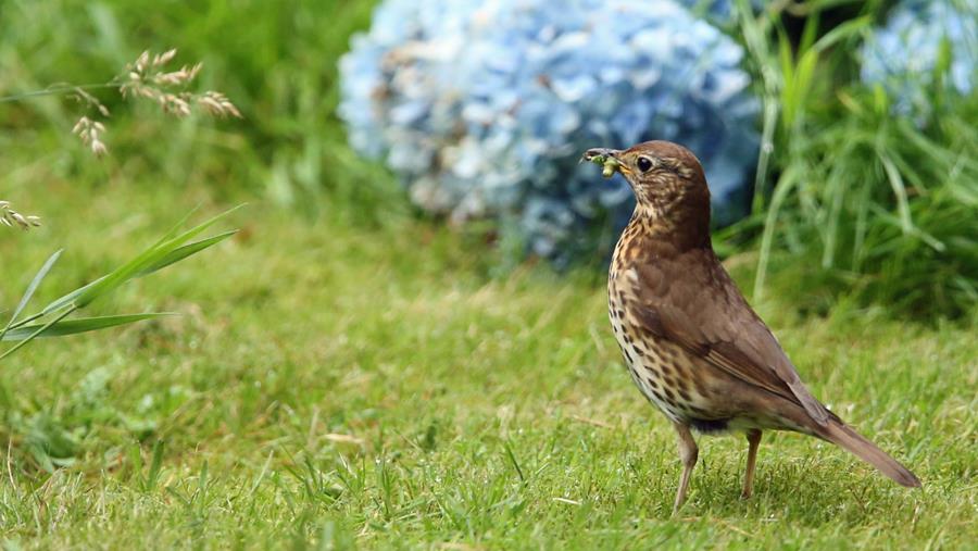 Les oiseaux, l'expérience ultime à vivre au jardin?