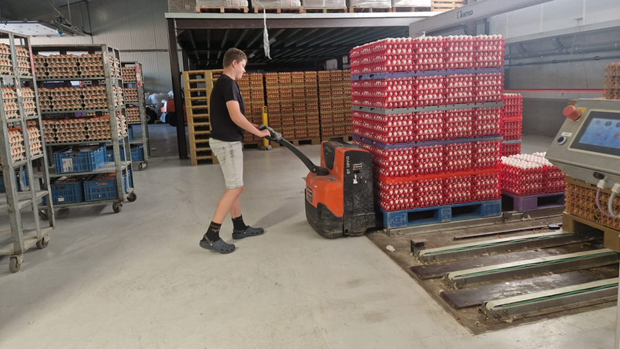 Heeft het Belgische ei een toekomst?