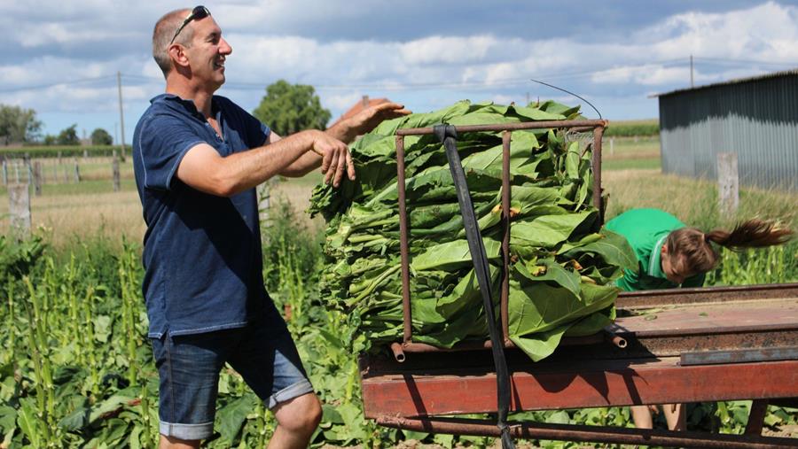 Sur les traces des producteurs de tabac belgiques